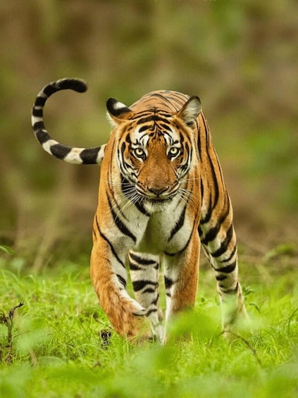 From Jaipur: Ranthambore Tiger Safari One Day Trip