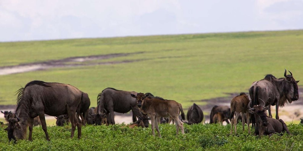 Picture 25 for Activity Arusha: Serengeti and Ngorongoro Multi-Day Camping Safari