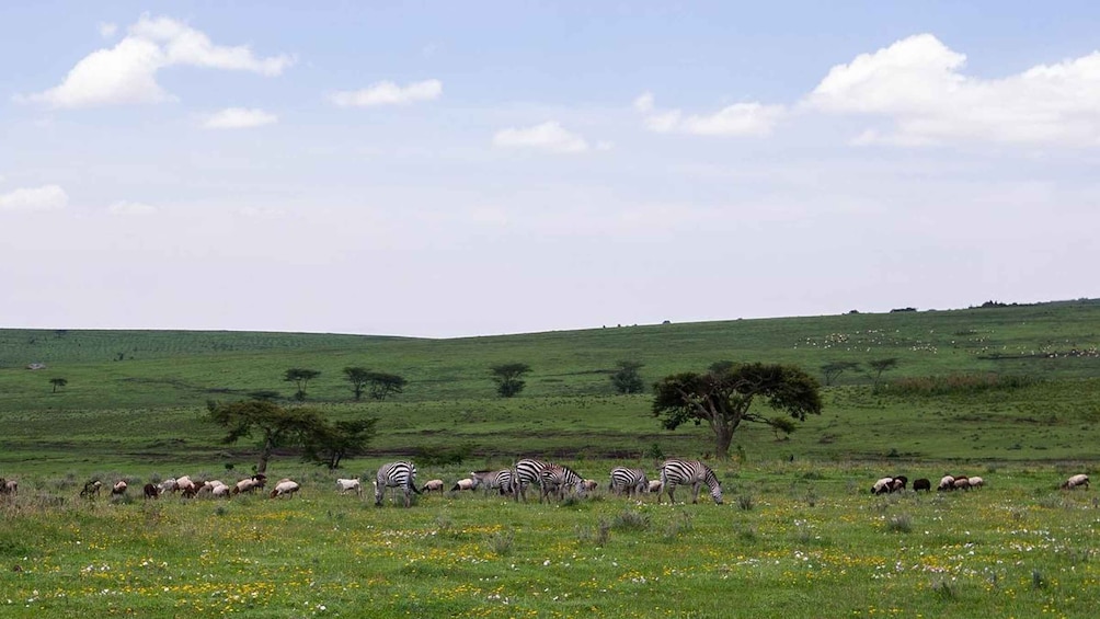 Picture 24 for Activity Arusha: Serengeti and Ngorongoro Multi-Day Camping Safari