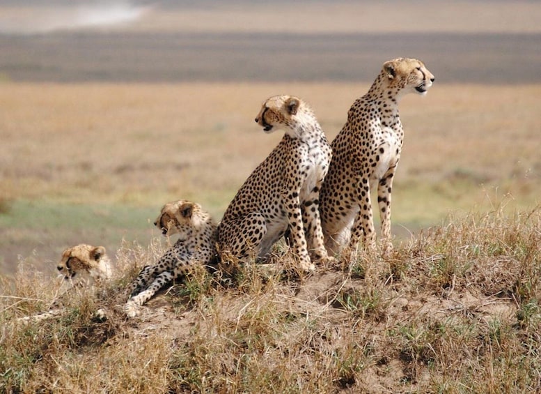 Picture 1 for Activity Arusha: Serengeti and Ngorongoro Multi-Day Camping Safari