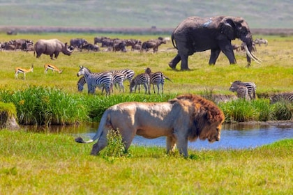 Arusha: safari de acampada de varios días en Serengeti y Ngorongoro