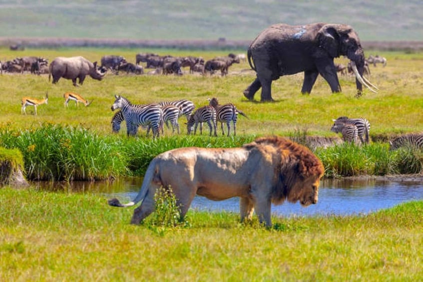 Arusha: Serengeti and Ngorongoro Multi-Day Camping Safari