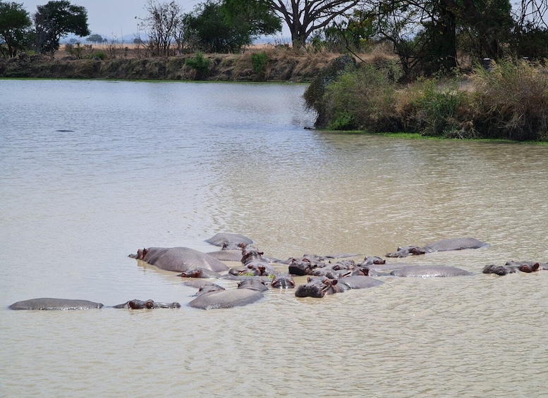 Picture 2 for Activity From Nyerere N.P. : Boat Safari on the Rufiji River