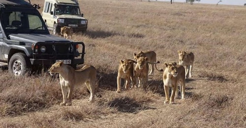 11 Days, 10 Nights Kenya & Tanzania Private Lodging Safari