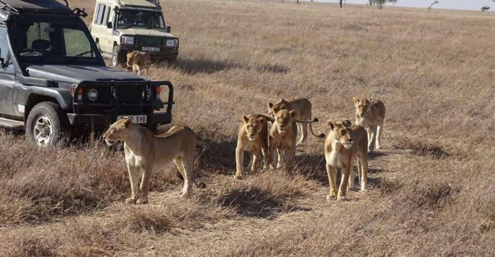 11 Days, 10 Nights Kenya & Tanzania Private Lodging Safari