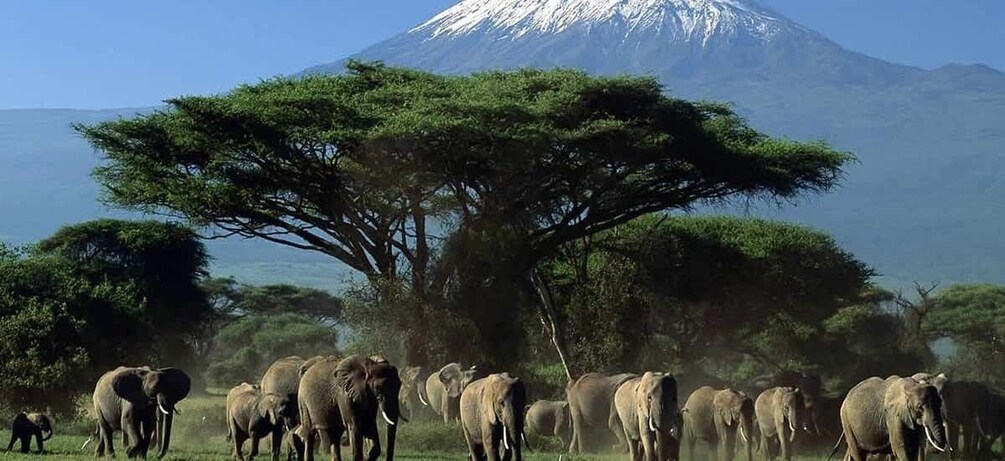 Picture 3 for Activity Amboseli National Park: Guided Full Day Tour