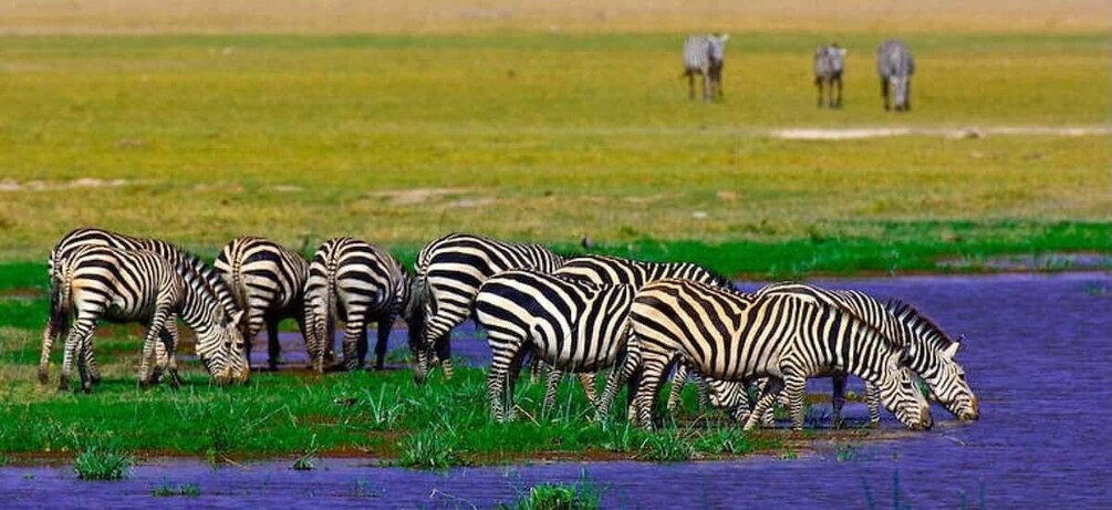 Picture 4 for Activity Amboseli National Park: Guided Full Day Tour