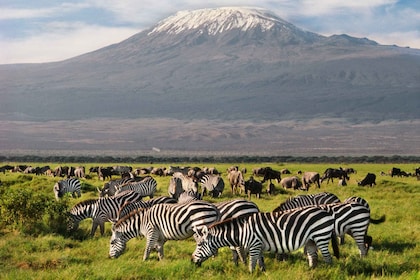 Parco Nazionale Amboseli: Tour guidato di un'intera giornata