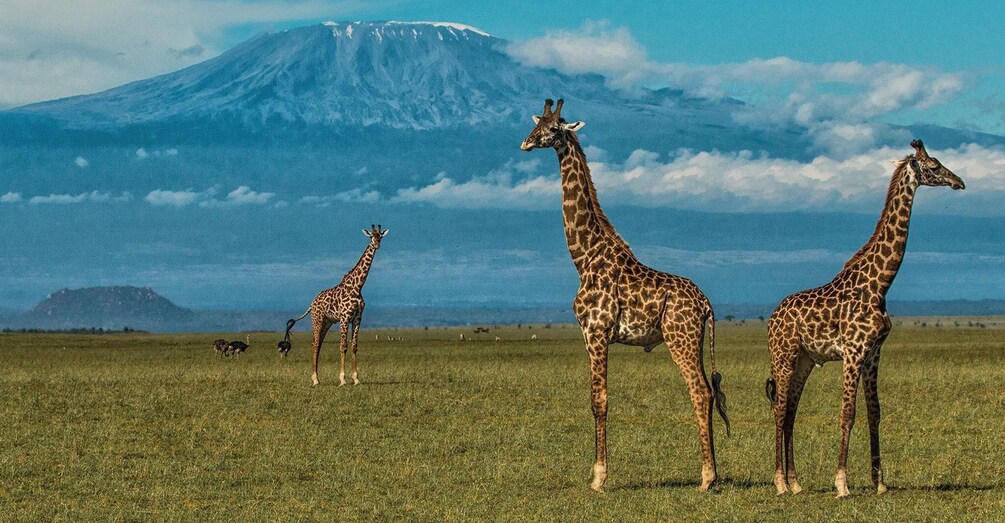 Picture 2 for Activity Amboseli National Park: Guided Full Day Tour