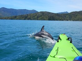 Full day Guided Sea Kayak Tour from Picton