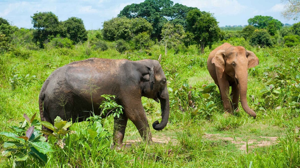 Picture 4 for Activity Full Day Udawalawe Safari Adventure with Lunch (Private)