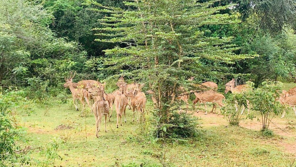 Picture 5 for Activity Full Day Udawalawe Safari Adventure with Lunch (Private)
