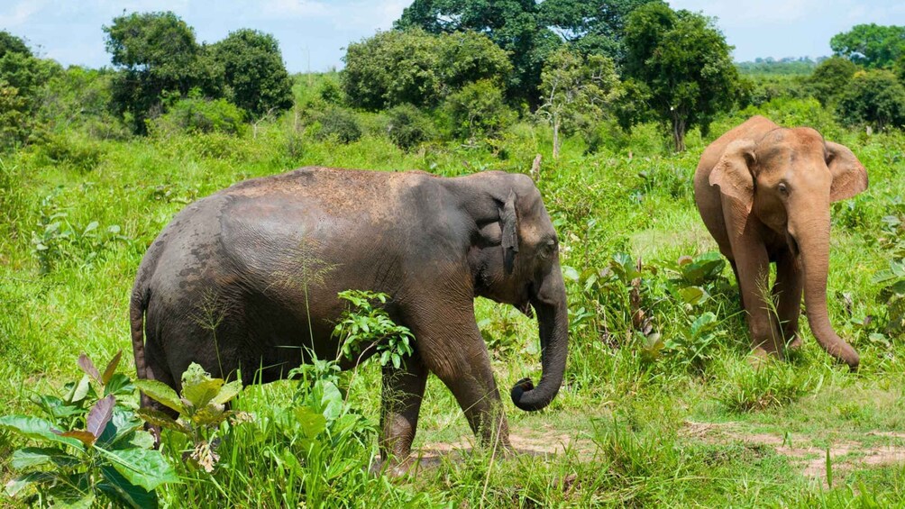 Picture 4 for Activity Full Day Udawalawe Safari Adventure with Lunch (Private)