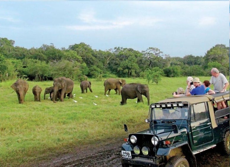 Picture 1 for Activity Full Day Udawalawe Safari Adventure with Lunch (Private)