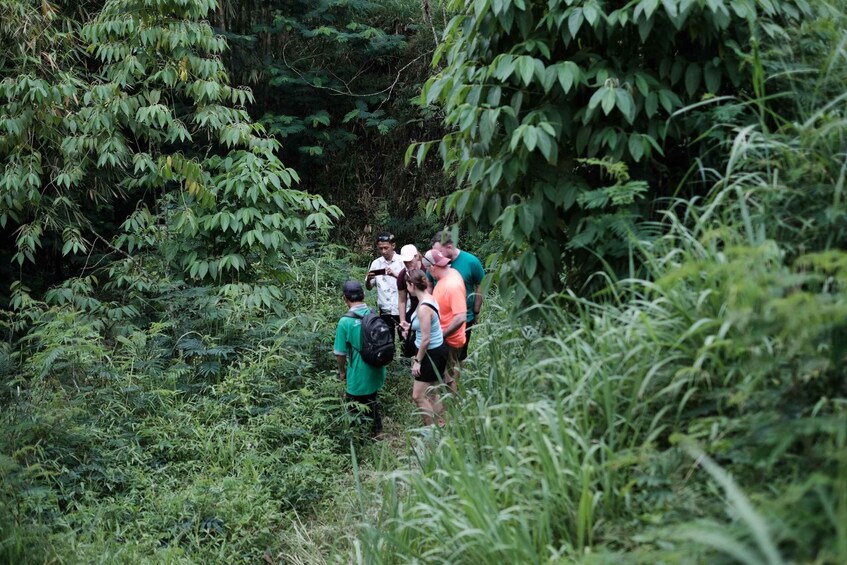 Mt. Merapi Majesty: Soft Trek and Botanic Village Tour