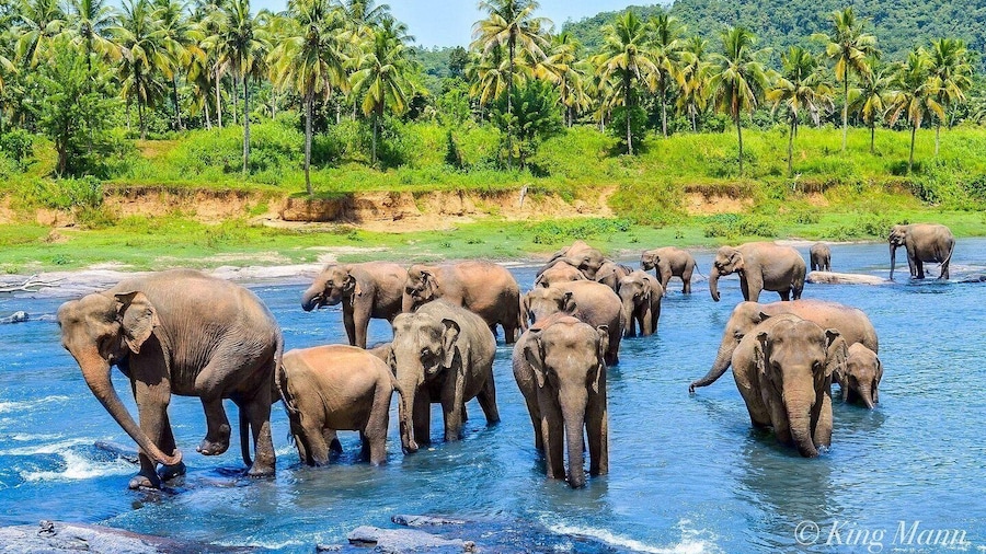 From Kandy: Pinnawala Day Tour