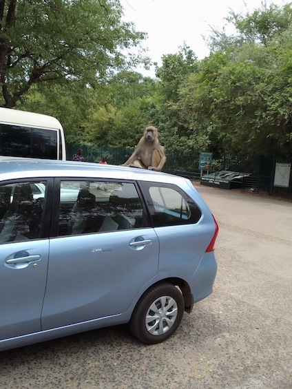 Picture 4 for Activity Lusaka: Transfer to Livingstone with Tours and Lunch