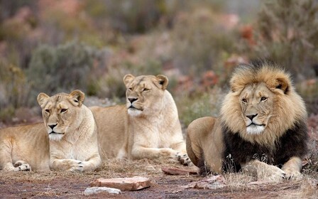 Self drive Aquila Safari Reserve Early Morning Game Drive