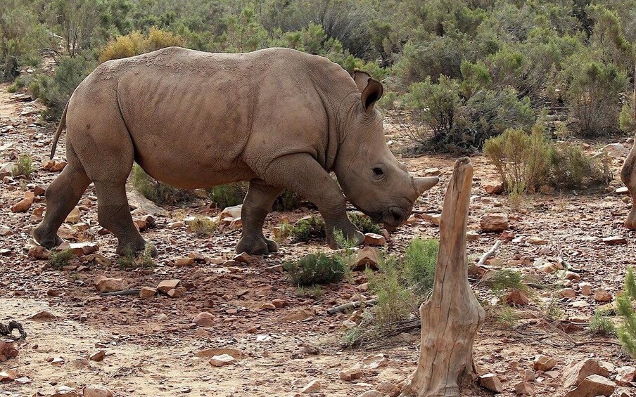 Picture 3 for Activity Self drive Aquila Safari Reserve Early Morning Game Drive