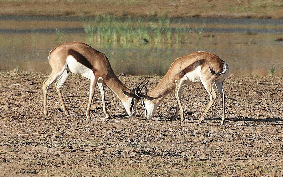 Picture 8 for Activity Self drive Aquila Safari Reserve Early Morning Game Drive