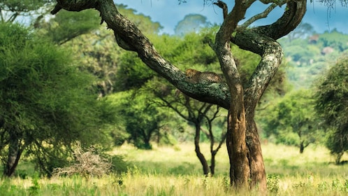 Von Sansibar aus: 2-Tages-Safari Tarangire & Manyara mit Flügen