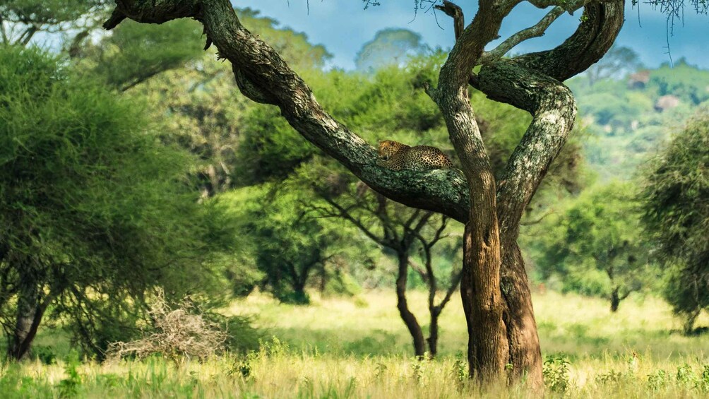 Picture 1 for Activity From Zanzibar: 2-Day Safari Tarangire & Manyara with Flights