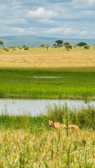 Picture 40 for Activity From Zanzibar: 2-Day Safari Tarangire & Manyara with Flights