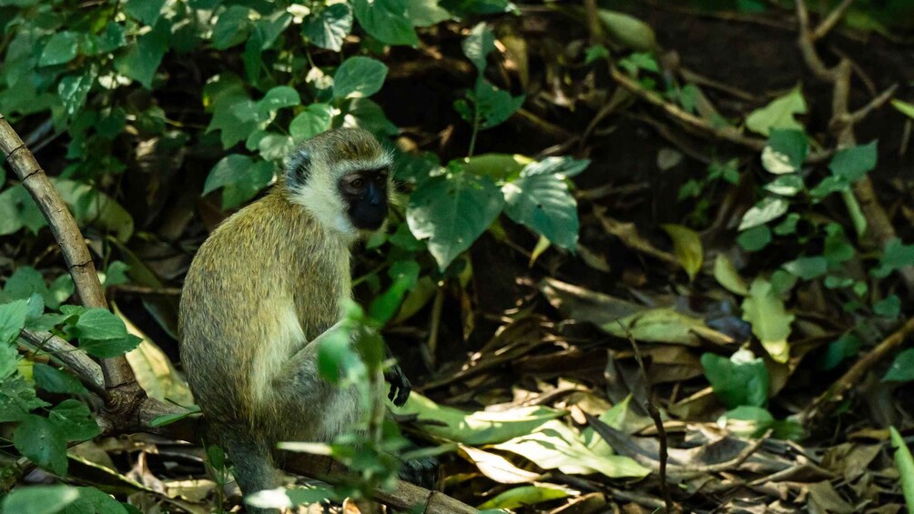 Picture 19 for Activity From Zanzibar: 2-Day Safari Tarangire & Manyara with Flights