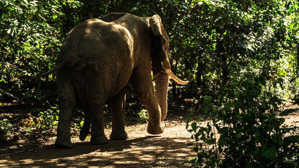 Picture 13 for Activity From Zanzibar: 2-Day Safari Tarangire & Manyara with Flights