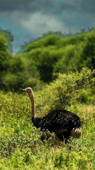 Picture 44 for Activity From Zanzibar: 2-Day Safari Tarangire & Manyara with Flights