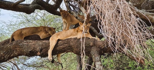 Von Sansibar aus: 2-Tages-Safari Tarangire & Manyara mit Flügen