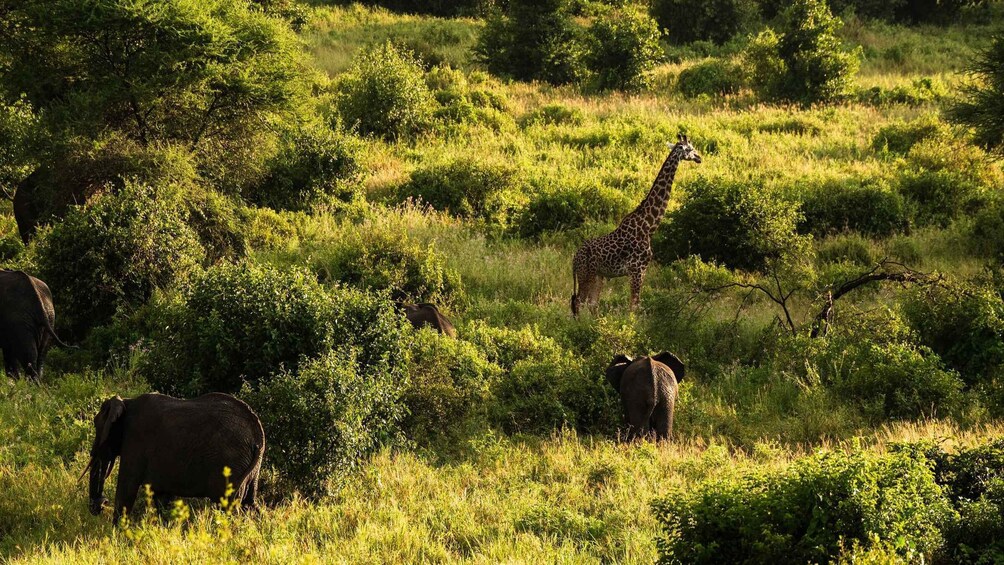 Picture 6 for Activity From Zanzibar: 2-Day Safari Tarangire & Manyara with Flights