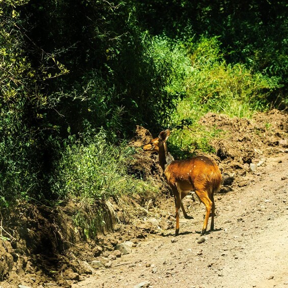 Picture 14 for Activity From Zanzibar: 2-Day Safari Tarangire & Manyara with Flights