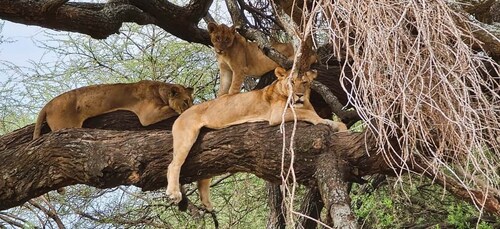 Vanuit Zanzibar: 2-daagse safari Tarangire & Manyara met vluchten