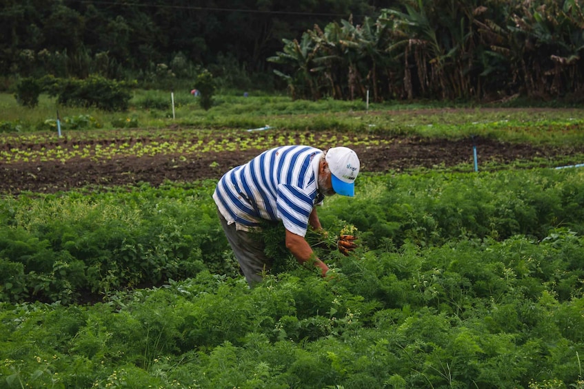 Picture 4 for Activity From Rio: Brejal Countryside Farm and Nature Day Trip