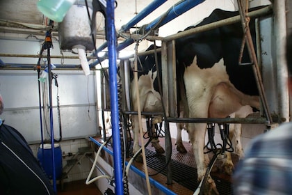 Açores : Journée à la ferme avec déjeuner traditionnel