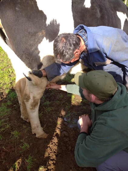 Picture 10 for Activity Azores: Day at the Farm with Outdoor Traditional Lunch