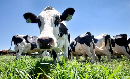 Açores : journée à la ferme avec déjeuner traditionnel en plein air