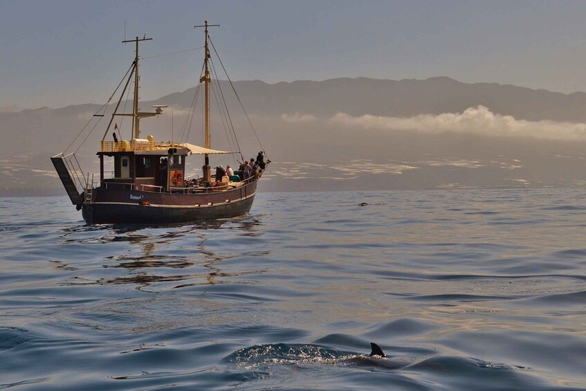 Picture 3 for Activity La Palma: 4-Hour Coastline Cruise with Tapas and Barbecue