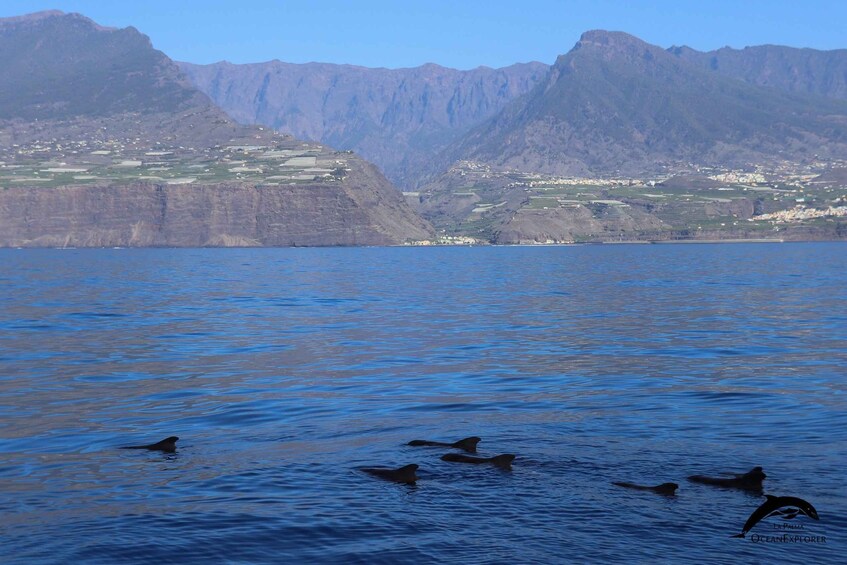 Picture 9 for Activity La Palma: 4-Hour Coastline Cruise with Tapas and Barbecue