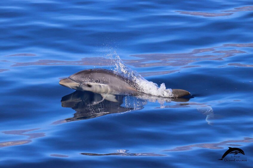 Picture 5 for Activity La Palma: 4-Hour Coastline Cruise with Tapas and Barbecue