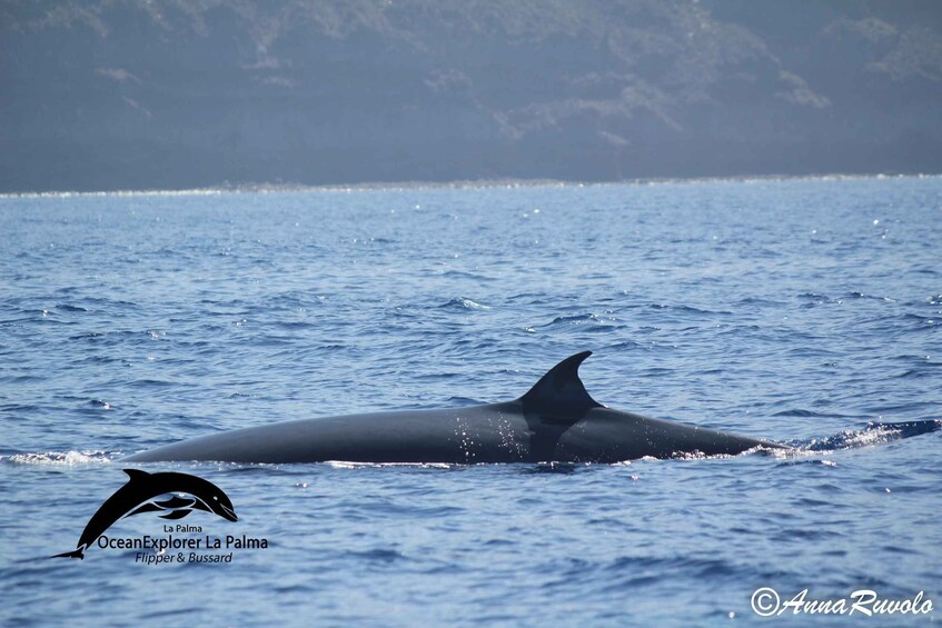 Picture 11 for Activity La Palma: 4-Hour Coastline Cruise with Tapas and Barbecue