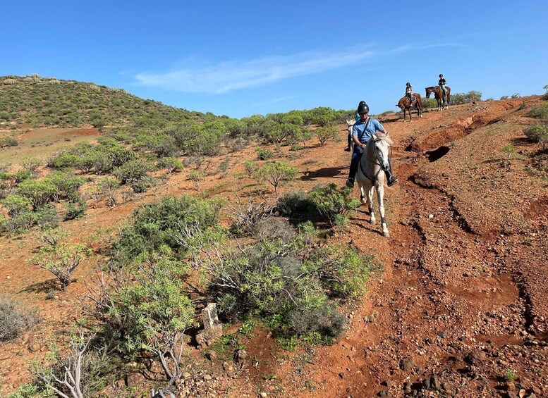 Picture 28 for Activity Ojos de Garza: 2-Hour Las Palmas Mountains Horse Riding Tour