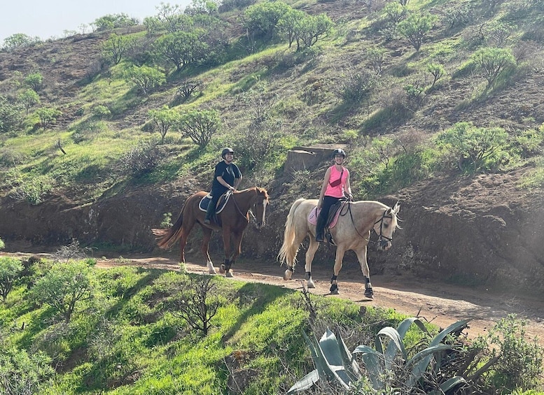 Picture 20 for Activity Ojos de Garza: 2-Hour Las Palmas Mountains Horse Riding Tour