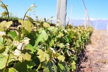 Mendoza: Wijntour van een halve dag met proeverijen