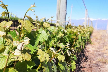 Mendoza : demi-journée de visite des vignobles avec dégustations
