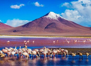 Von Atacama | Uyuni Salzwüste 4 Tage die größte Salzwüste