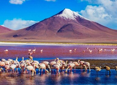 Fra Atacama | Uyuni saltslette 4 dager den største saltsletten