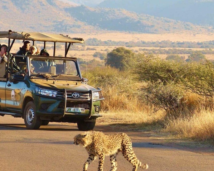 3-Hour Private Game Drive in Pilanesberg National Park