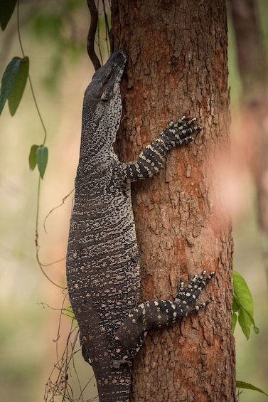 Show item 2 of 10. Reptile on the
Bribie Island Adventure Tour